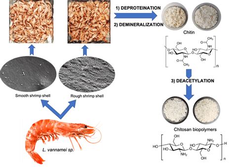 autoclave chitosan|biopolymer chitosan isolation.